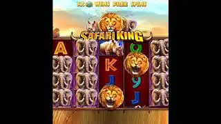 Safari King (Pragmatic Play) - Big Win