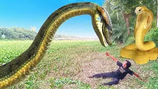 Anaconda | Cobra Snake in Real Life HD Video | Part 84