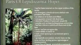 Lepidozamia Hopei