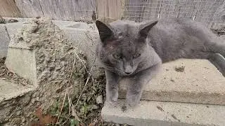 This video will make you cry. Badly injured cat. I'm still crying after seeing his injuries. 