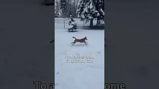 Мистер Фокс променял жару джунглей на снежные приключения, и мы бы ничего не изменили 🦊