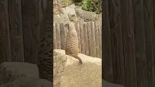 I&rsquo;m at da zoo in Scotland