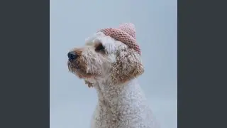 DOG WIF HAT (Meme Song)