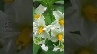 What a beautiful potato flowers in my garden...
