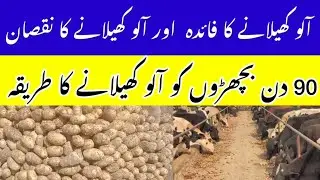 90 Din Bachro Ko Alloo Kelany Ka Tarika