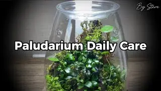 DOOA Shizuku Paludarium Daily Routine 🌿 | Relaxing Lofi Plant Care for Stress Relief