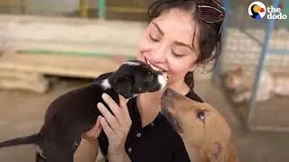 The Dodo! How One Woman Is Transforming Animal Rescue in Pakistan The Dodo