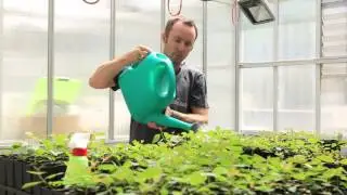 Tim Collins -Rare & Endangered Eucalyptus Magnificata