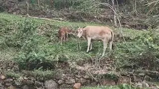 Mother Cow and Calf in Sri Lanka 🇱🇰 🐄 #nature #animals #cow 