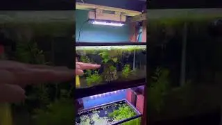 Red Root Floater Care isn&rsquo;t EASY