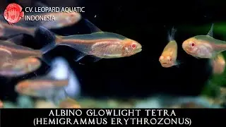 Hemigrammus erythrozonus 