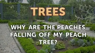 Why Are the Peaches Falling Off My Peach Tree?