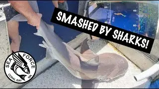 SMASHED BY SHARKS -  A Rare Hard Day, Shark Depredation, Current, Tangles, But Still Got The Fish.