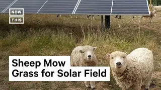 UK Solar Farm Gets Landscaping Done by Sheep