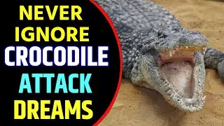 Crocodile Attack Dream Meaning | Crocodile Attacking Dream Interpretation
