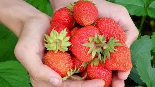 ✔ SI POSSONO PIANTARE LE FRAGOLE SUL DAVANZALE DI CASA IN INVERNO ⭐ FRAGOLE DI CASA