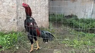 Qaib - woodpecker 1x champ 2026 update 