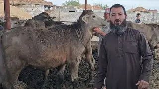 عرض خاص لمده ثلاث ايام في عجول الاضاحي الجاموس السوبر السايب في مزرعة الشيخ اشرف رميح