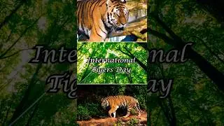 #internationaltigerday #tiger #wildlife #savetigers #savenature