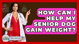 How Can I Help My Senior Dog Gain Weight? - Ask A Pet Vet