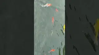Koi Fish at The Garden Philippine Arena