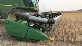 Pinto bean harvest