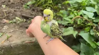 零天手养小鹦鹉44天，可以带出去得瑟了#鹦鹉🦜 #奇妙的动物 #萌宠 #鹦鹉 #手养鹦鹉 #万物皆有灵性 #意不意外 #宠物 #人与自然和谐共处 #萌宠出道计划