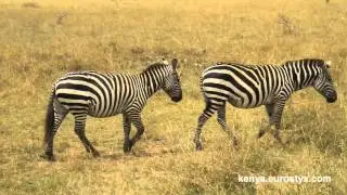 Сафари: дружные зебры махают хвостами (Safari: friendly zebras waving their tails)