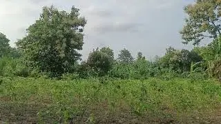 Blowing Wind ~ Experience Peaceful Sounds for a Good Sleep on the Farm