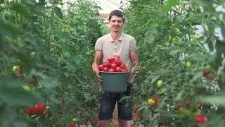 Growing Roma Tomatoes: Perfect for Home Gardens!