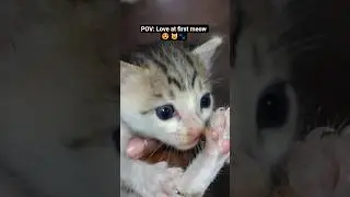 Adorable Kitten Close-Up | Cuteness Overload! 🐱❤️ |Love At First Meow | #Shorts