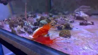 Electric Flame Scallop (Lima sp)