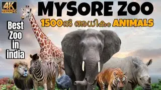 ആഫ്രിക്കാൻ ആന വരെ ഉള്ള നിങ്ങൾ കണ്ടിരിക്കേണ്ട MYSORE ZOO|One Of The Best Zoo In India🐅🦓🦒🐘🦧🦬🐆🦩🦜