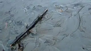 Отслеживание полосатого скунса — выбор маршрута