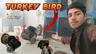 Finally Market Sa Big Turkey Bird La Aiy🦃 || Shehri Mini Zoo