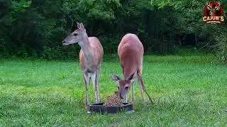 Whitetail Does are out early for the Grainiac XL Block by Antler King