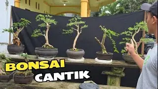 Cek Harga Bonsai Pajangan Yg Indah