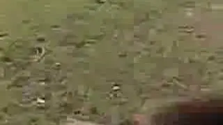 Woofwalks 25