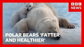 Polar bears on Norwegian islands fatter and healthier despite ice loss, scientists say | BBC News