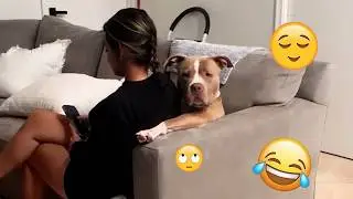 Funny PET Will Make You Laugh Out Loud #62