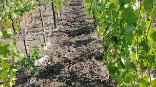 Siderate in caz de vara secetoasa