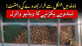 Leopard Caught in Doda : Video of Leopard being caught goes viral | Doda News | JK News | ZEE JKL