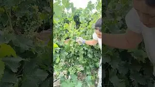 Grape Tree 🍇 Cutting | Full Pruning Guide #grape #pruning #farming #satisfying