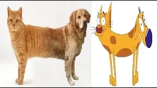 CATS IN CARTOONS NOW IN REAL LIFE ( SO REAL ) [Mr Adsion]
