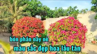 Bón phân này màu sắc đẹp hoa lâu tàn 