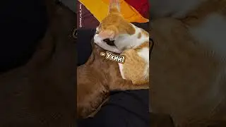Уххииии!!👂🏻Что началось?😸🍪 #cat #funnyvideo #shorts