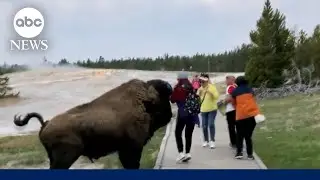 Tourist&rsquo;s near-miss with Yellowstone bison caught on camera l GMA