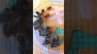 Wild Solitary Mason Bees, Osmia, Don't Sting But Pollinate Your Garden and Orchard.