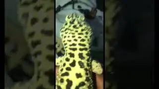 Rare High Yellow Leopard Gecko‼️‼️‼️