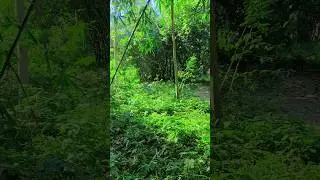 #wald #woldman #viralvideo #jangal #dar #nature